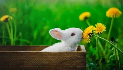 爱游戏手机游戏-街头篮球争霸赛，草根英雄同台竞技，街头篮球联赛